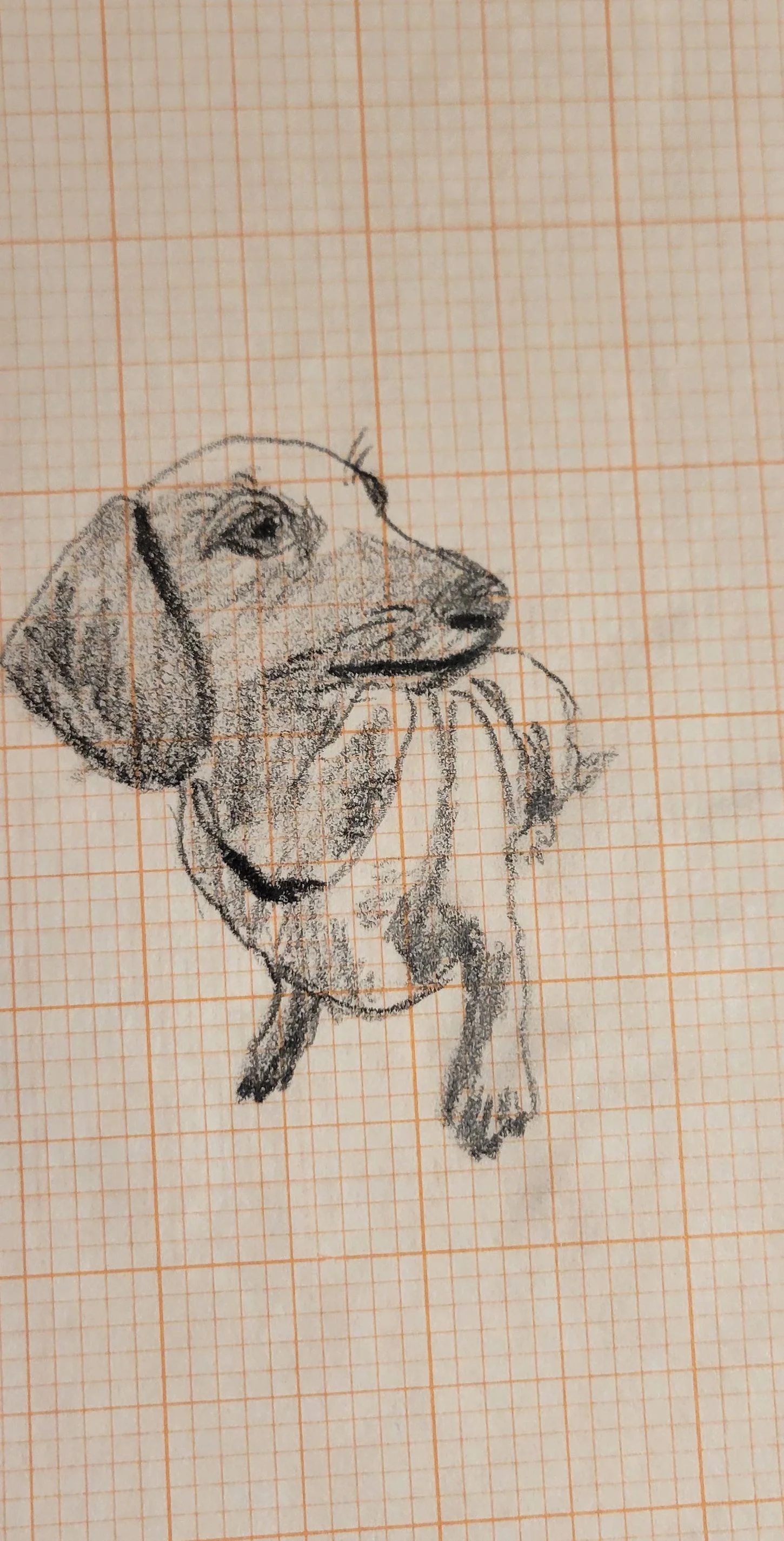 Graphite dog study on grid paper by Philip Hossu.
