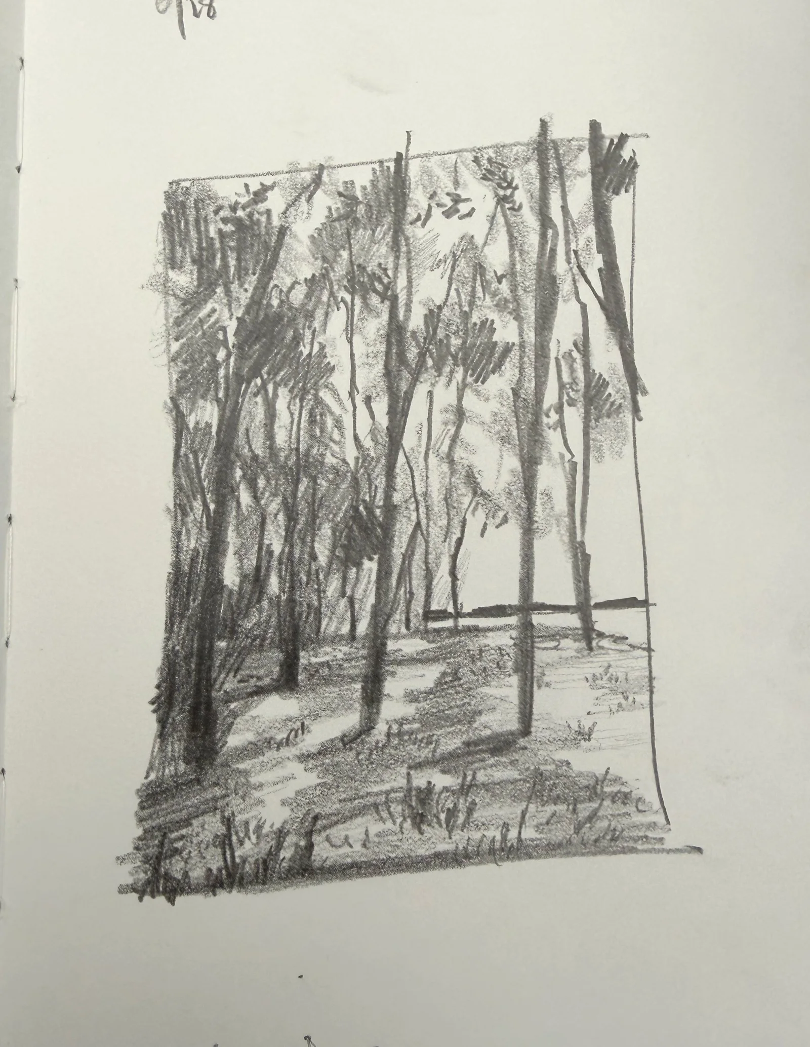 Graphite woodland study by Philip Hossu.