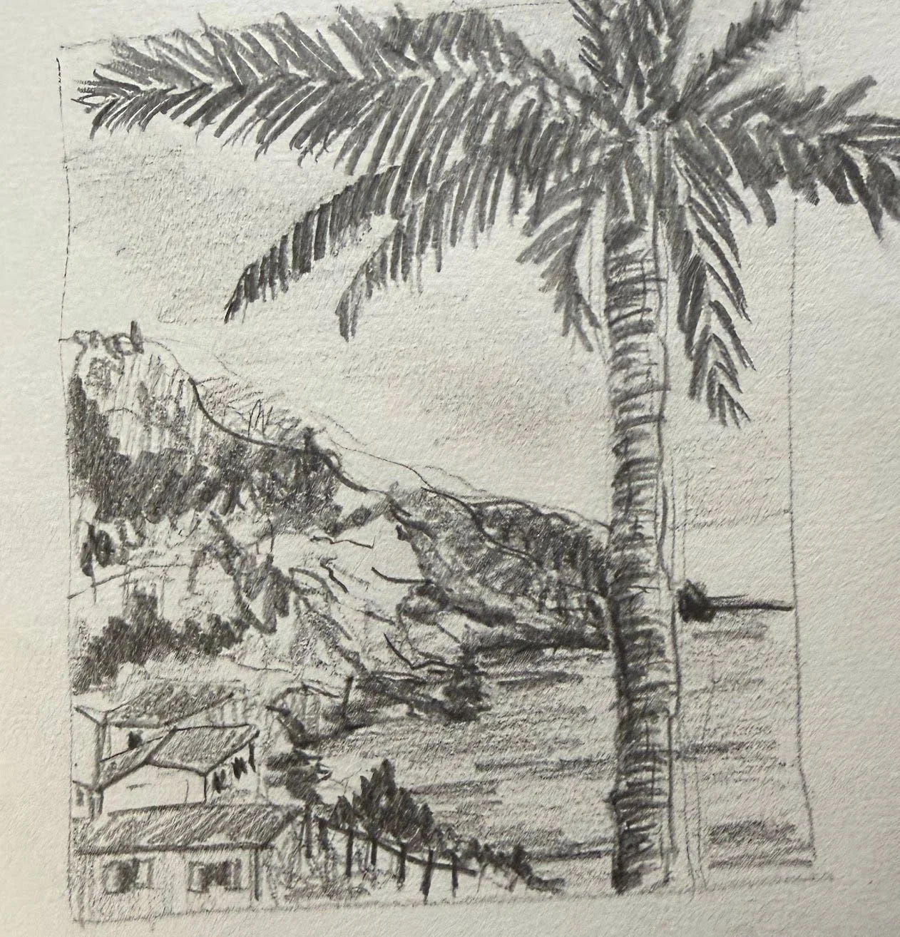 Graphite coastal palm study by Philip Hossu.